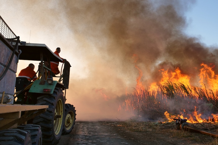 Cane field on fire with two men in nearby tractor