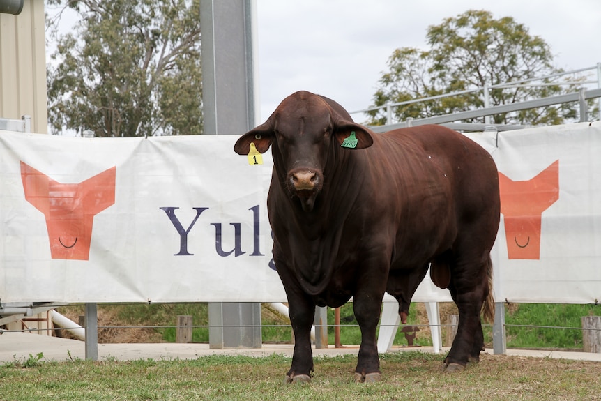Yulgilbar Queen Council top priced bull.
