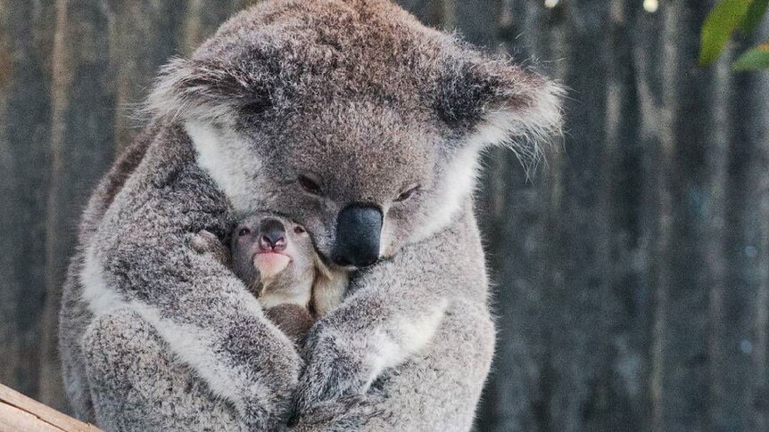 Mother koala with baby koala in her lap