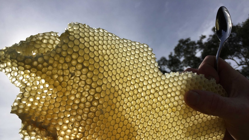 Honeycomb held up to the sun