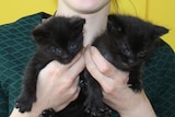 Dumped kittens