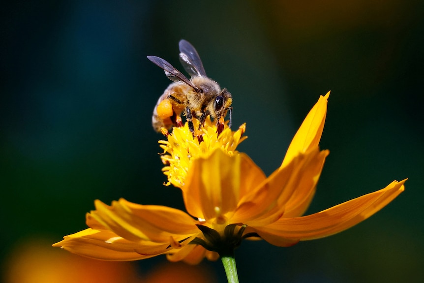 a bee sits on the budding of a yellow cosmos flower