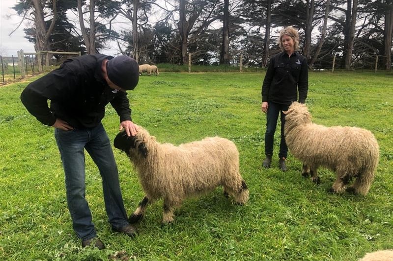 Photo of a woman and a man with sheep.