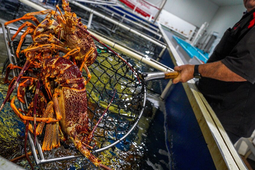 Lobsters held in a net over a fish tank in South Australia.