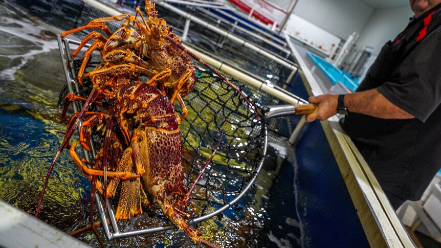 Lobsters in a net being held over a tank.