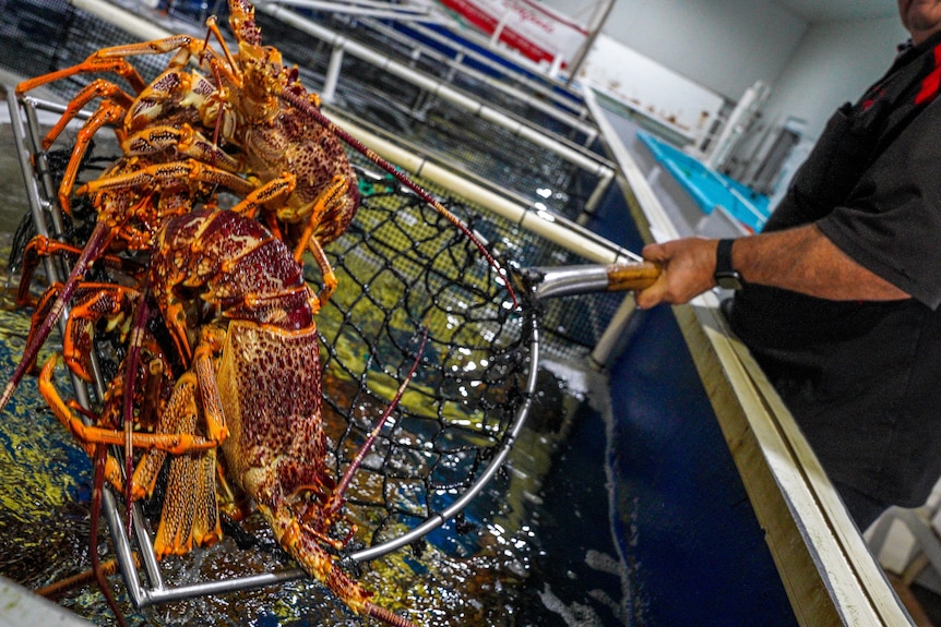 Lobsters held in a net over a fish tank in South Australia.