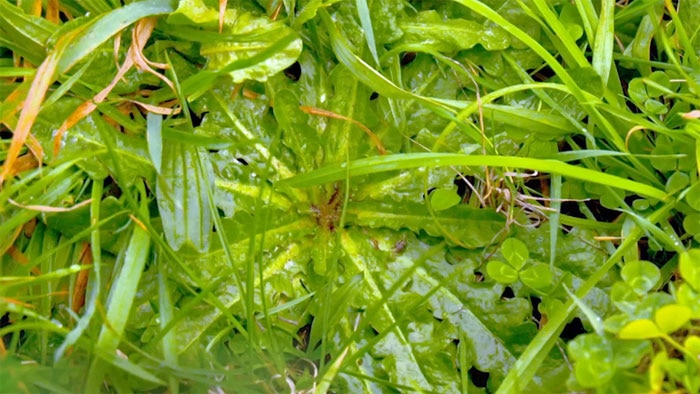 Weeds - Flatweed Image