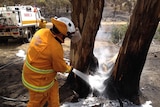 A firefigher extinguishes a smouldering tree