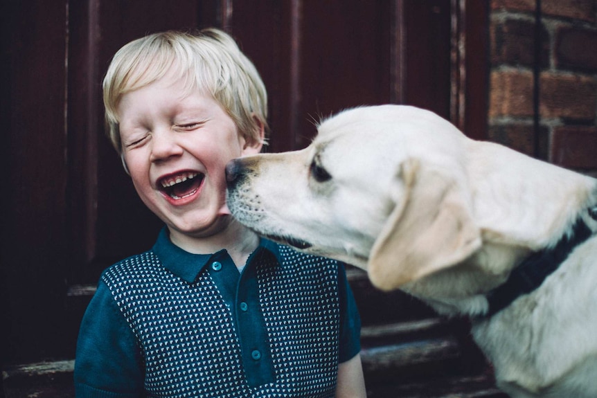 A young boy smiles as a labrador licks him