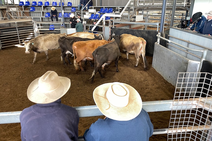 Farmers at a sale yard