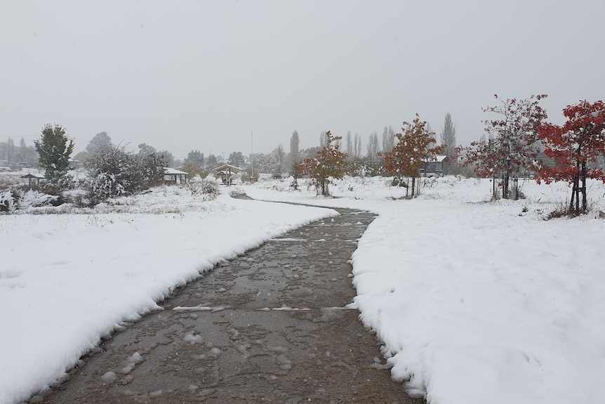 A thick blanket of snow lines a footpath in a park with snow on trees in the background.