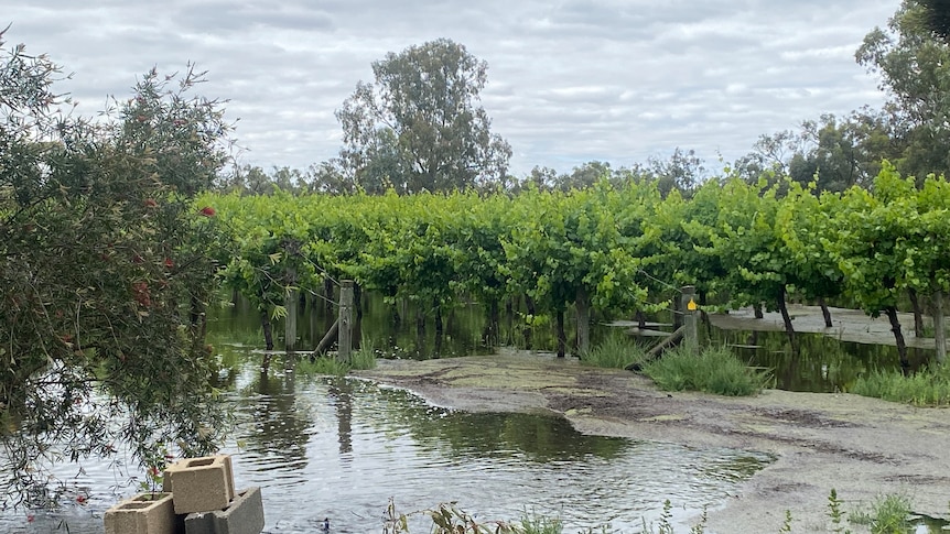 Vines with about a foot of water on their stems 