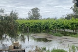 Vines with about a foot of water on their stems 