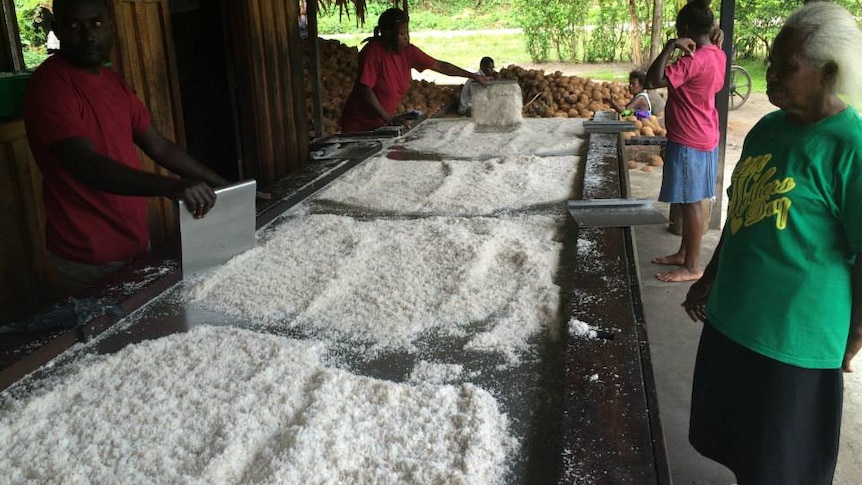 Coconut flesh being dried for cold processing