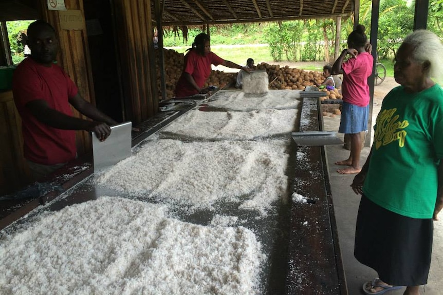 Coconut flesh being dried for cold processing