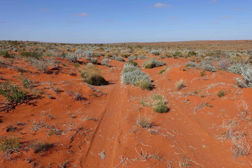 A desert environment.