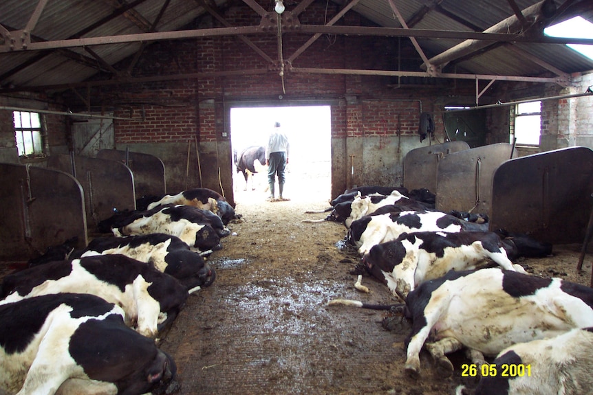 Black and white cattle lie on their sides 