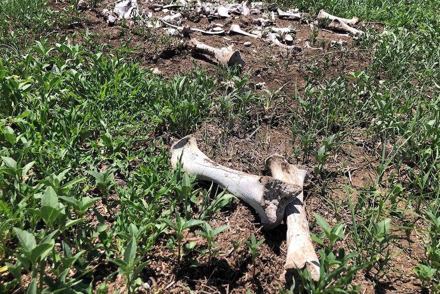 Horse bone remains on ground at the Craigend property at Charlton near Toowoomba.