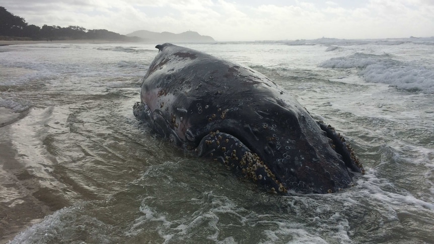 A large, dark blue whale washed up in the shallows on a beach