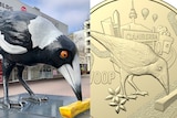 Giant magpie sculpture beside a gold coin featuring the magpie. 