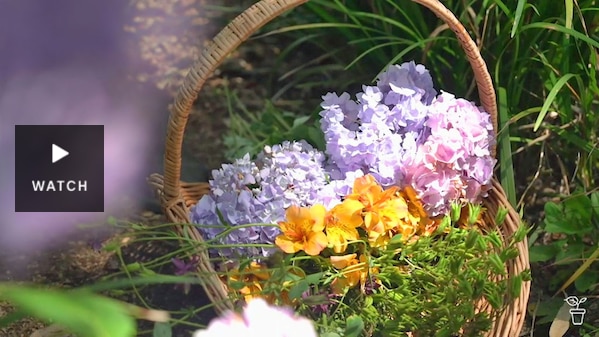 A wicker basket filled with plants and flowers from a garden. Has Video.