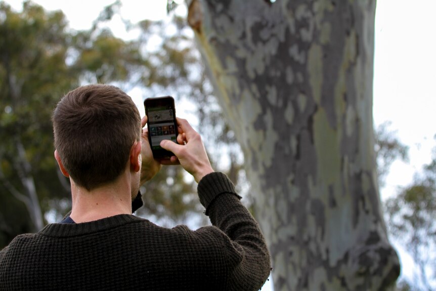 A man takes a photo of a tree with a mobile phone