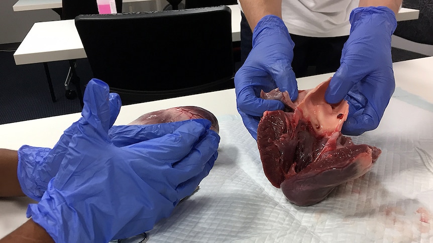 Researchers investigate pig hearts