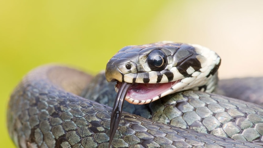 A grass snake shows its tongue