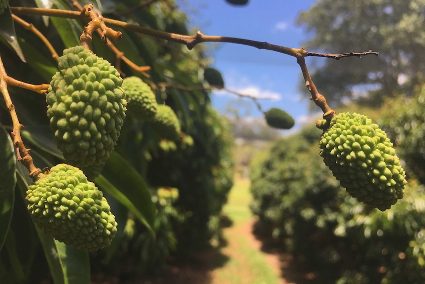 Queensland's lychee harvest has started in northern parts of the state, but is behind schedule in southern growing regions