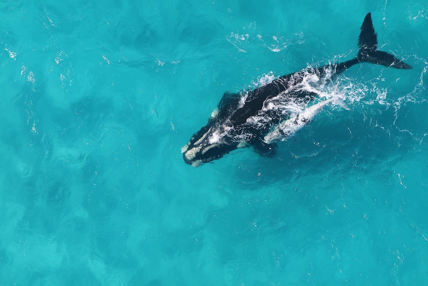 A female southern right whale and her calf