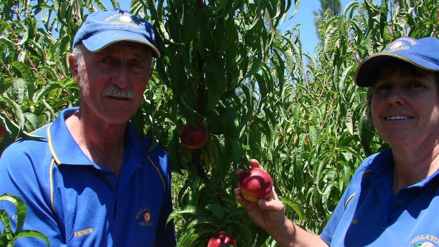 Andrew and Helen Ricketts in their nectarine orchard