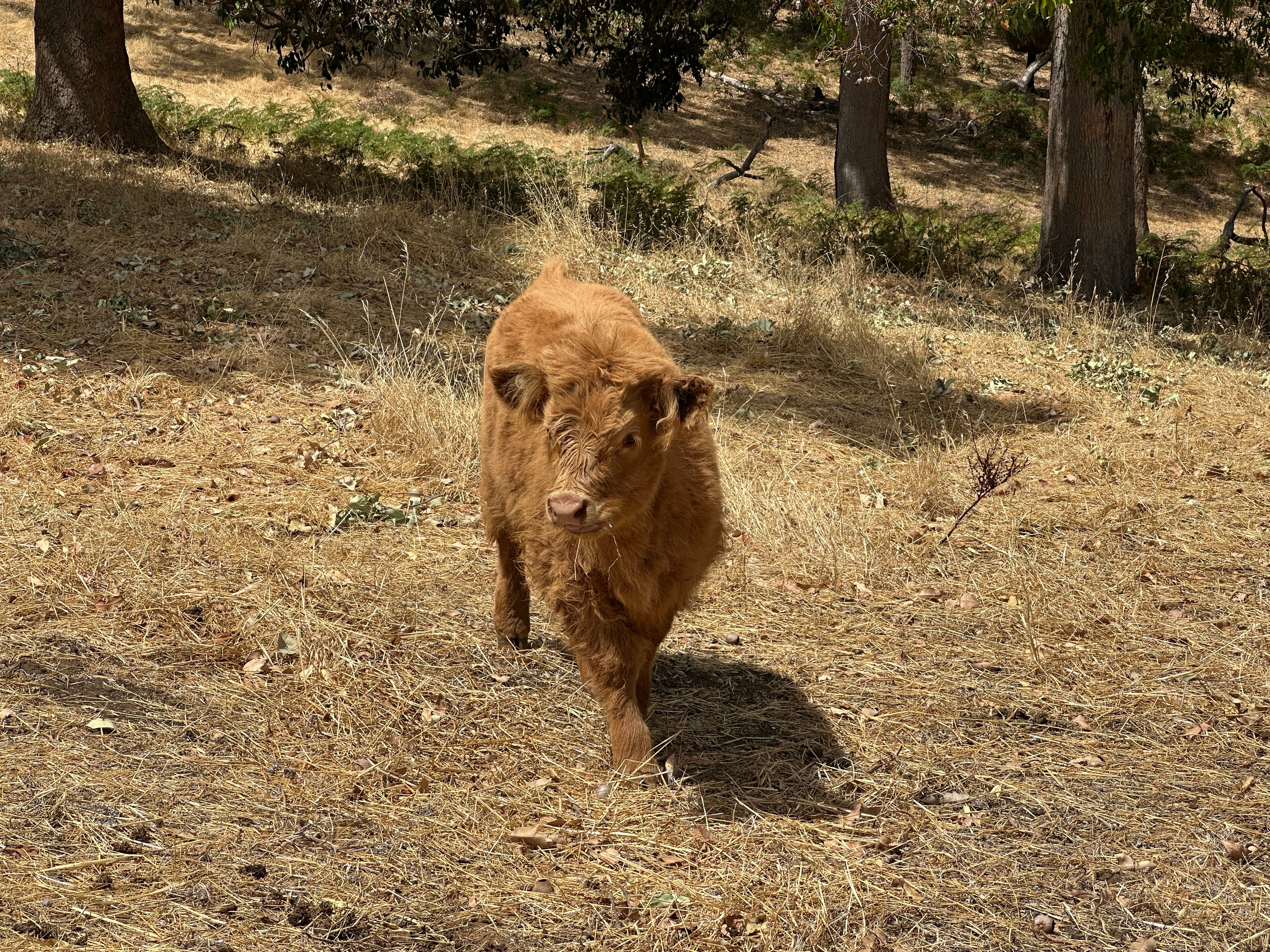 A tan coloured highland calf standing in a field.