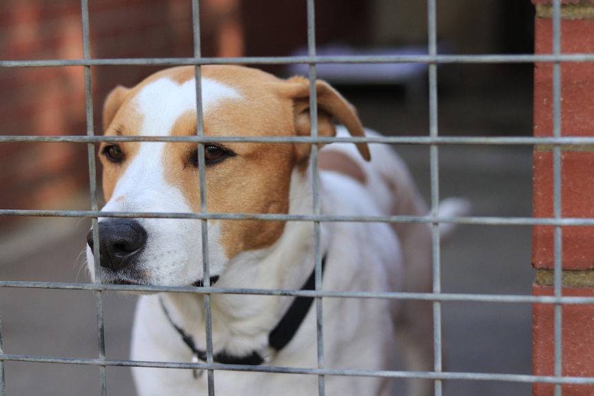 A dog looking through his kennel door