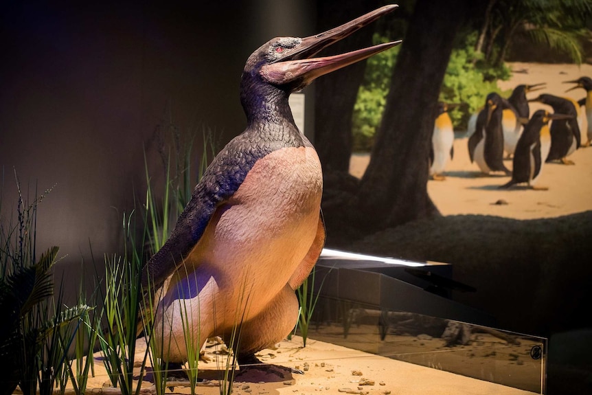 A model of a large black penguin with a white belly standing on its legs with its beak open.