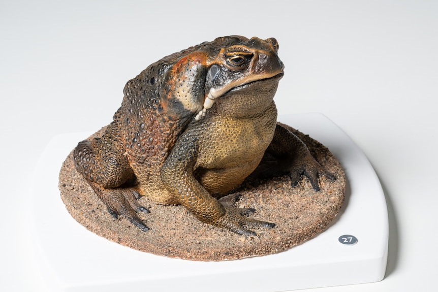 a cast of a large cane toad sitting on a stand in front of a white wall