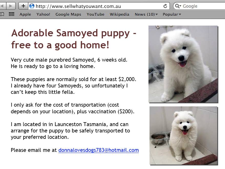 a puppy sale now