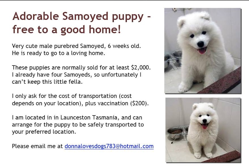 Online Puppy Scams How I Nearly Fell For It Abc News