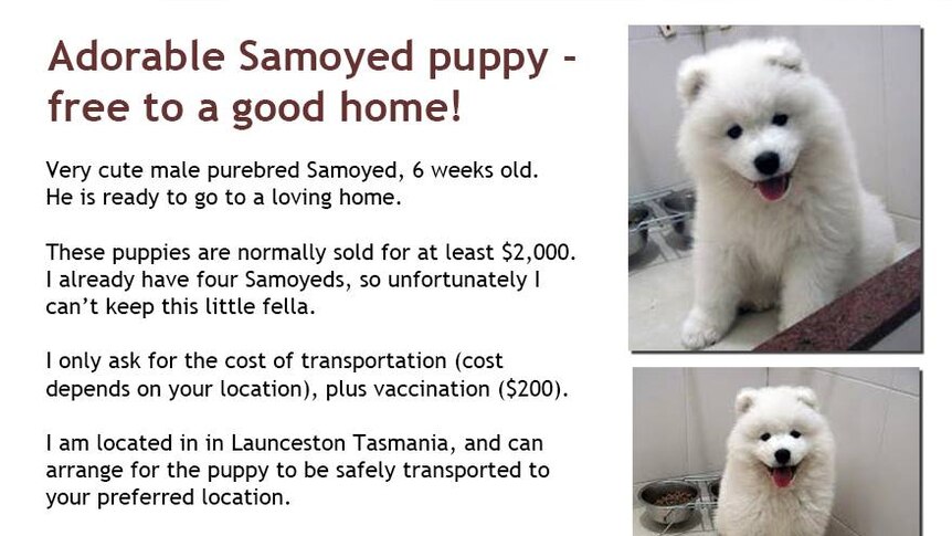 An example of a puppy scam ad, advertising a Samoyed puppy free to a good home.