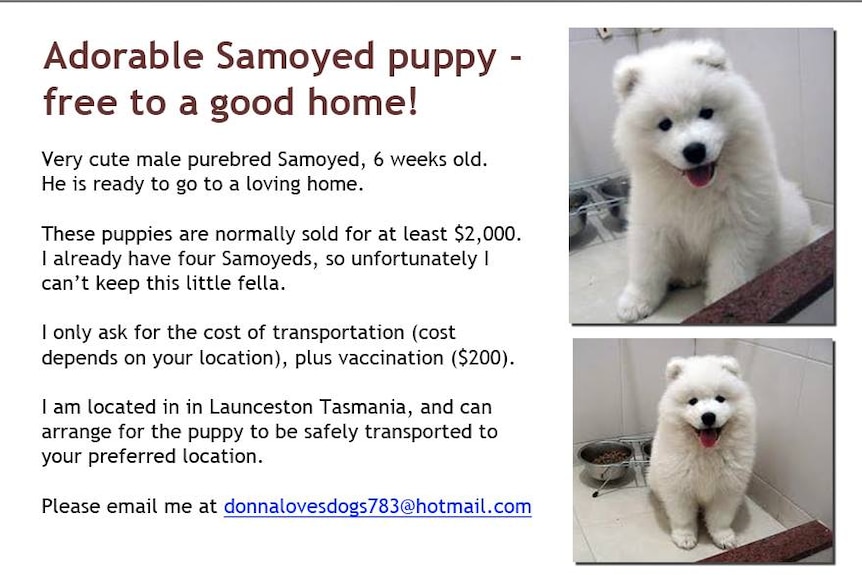 An example of a puppy scam ad, advertising a Samoyed puppy free to a good home.