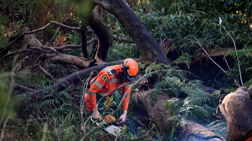 A NSW SES member uses a chainsaw to cut a fallen tree.