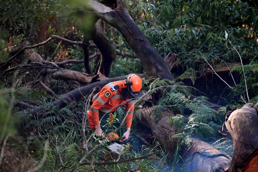 A NSW SES member uses a chainsaw to cut a fallen tree.