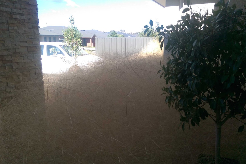The front door of a home is blocked by tumbleweeds at Wangaratta.