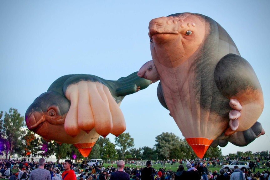 Two hot air balloons