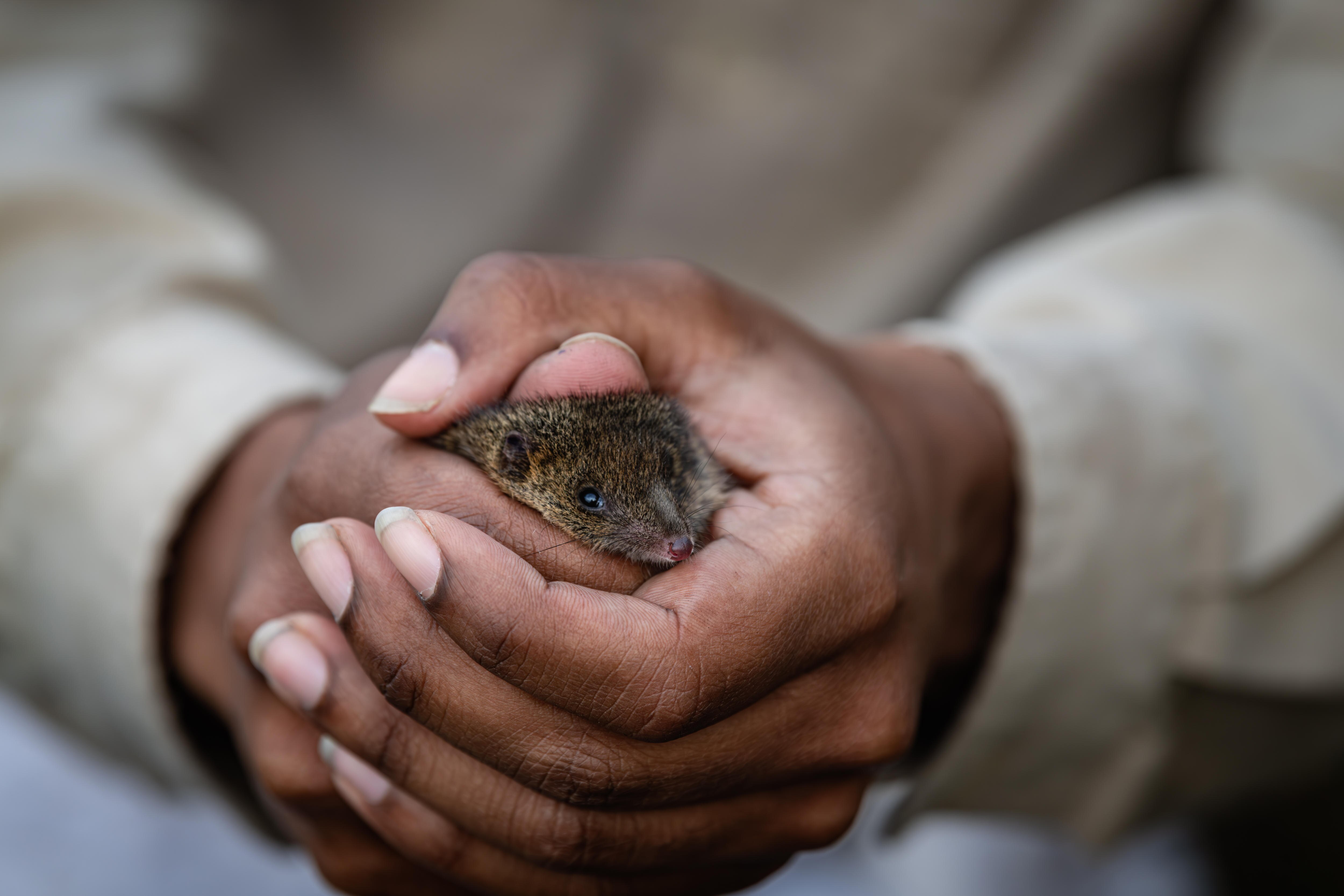 An antechinus sits in the hands of a park ranger