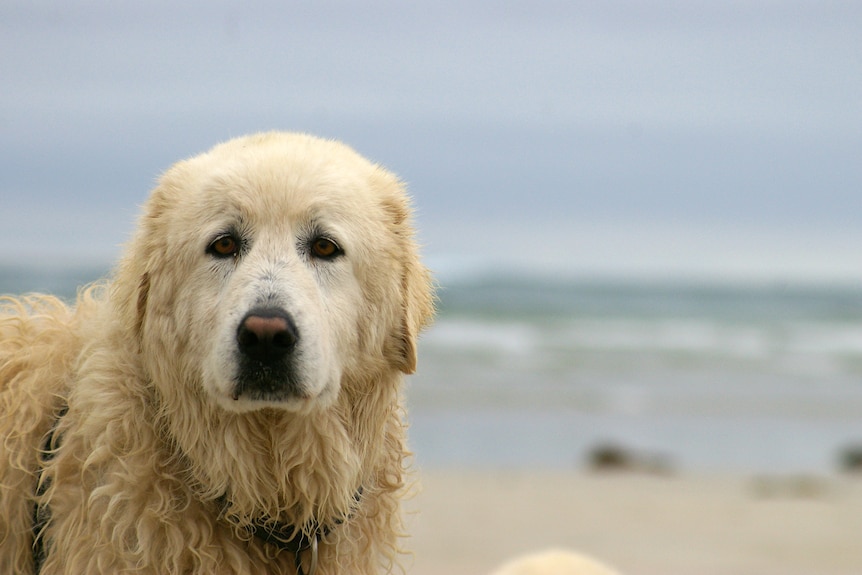 A maremma dog on a beach