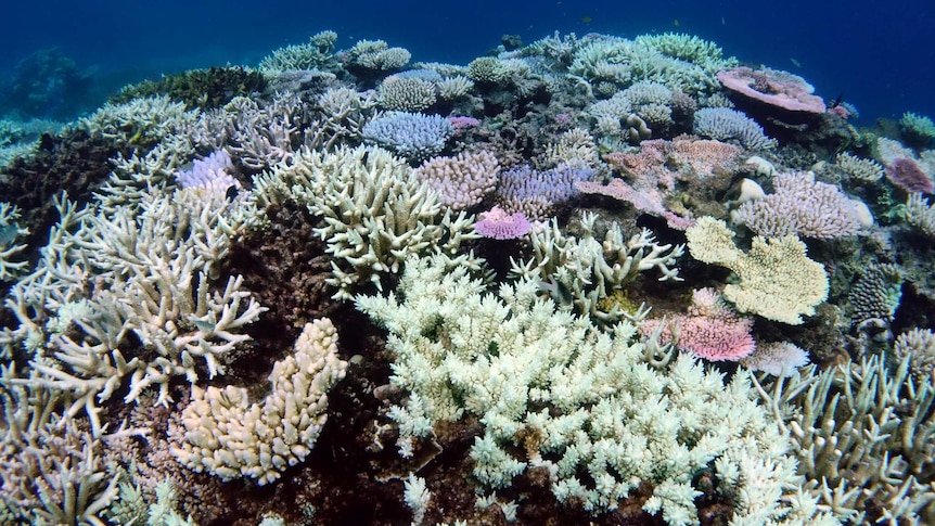 Dead, bleached, and fluorescent bleached coral