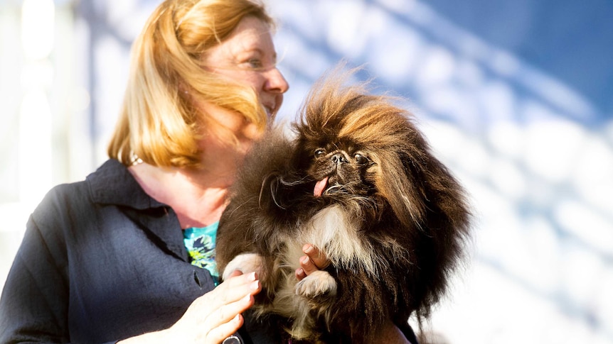 Wild Thang, a furry 3-year-old Pekingese, competes in the World's Ugliest Dog Contest.