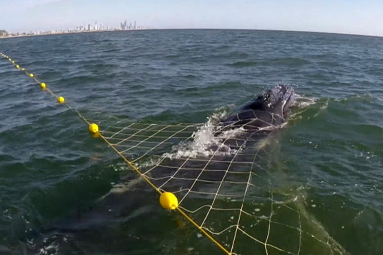 Seaworld rescue team approaches a humpback whale calf trapped in a shark net.