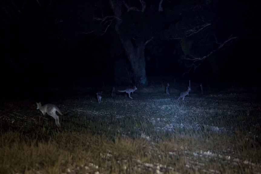 A mob of roos is illuminated by a spotlight, their eyes glowing.