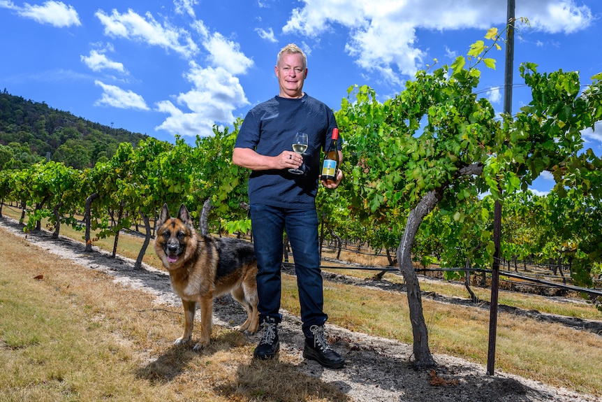 a man in a blue shirt and jeans holds a wine bottle and glass and is pictured with a German Shepherd dog in a green vineyard